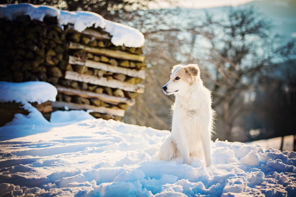 Tina King Die Fotogräfin Wolf im Schafspelz Hund sitzt im Schnee und schaut nach rechts